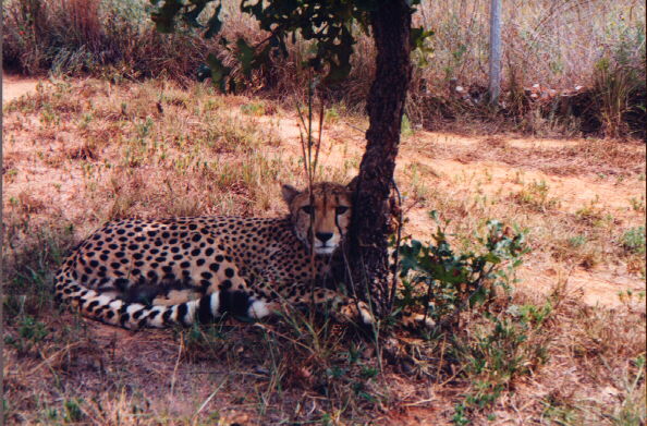Male cheetah Hermano