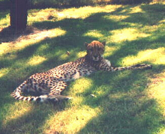 Female cheetah Hermana
