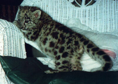 snow leopard cub